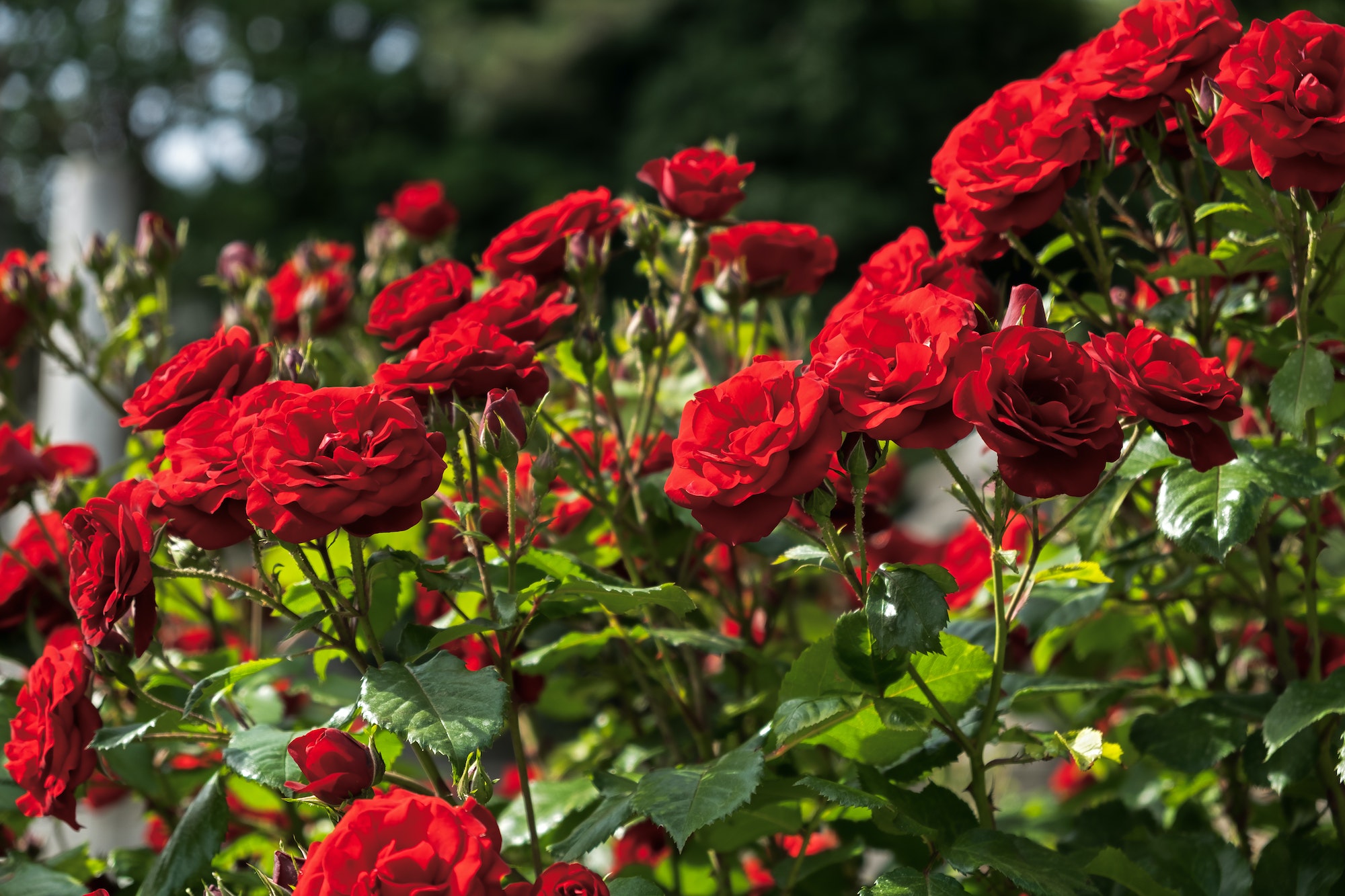 Red roses garden